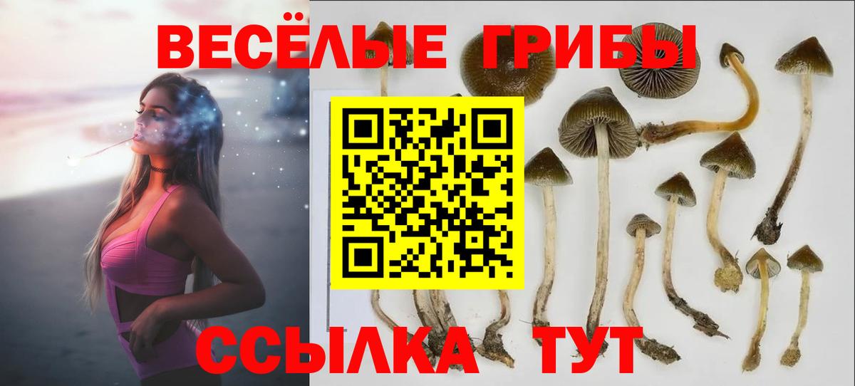 Псилоцибиновые грибы Psilocybine cubensis Барнаул